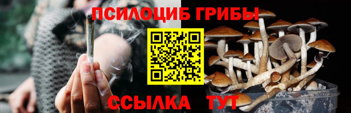 Алексеевка  Псилоцибиновые грибы Psilocybe  цена   Вход с VPN 